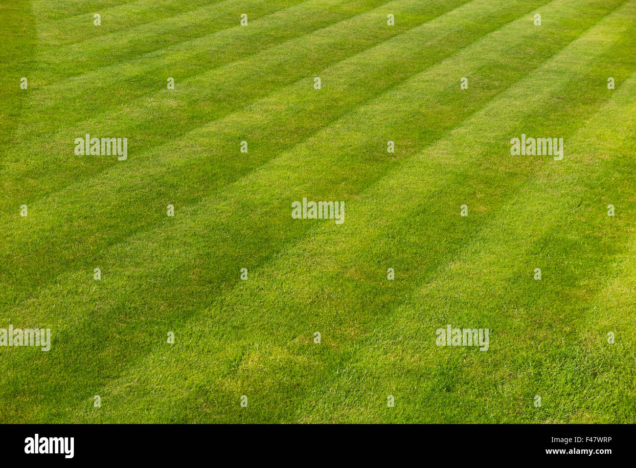 Bandes de pelouse herbe automnale et rayures sur une pelouse bien définies / début de l'automne la pelouse n'est pas tout à fait parfait, mais est bien entretenu Banque D'Images