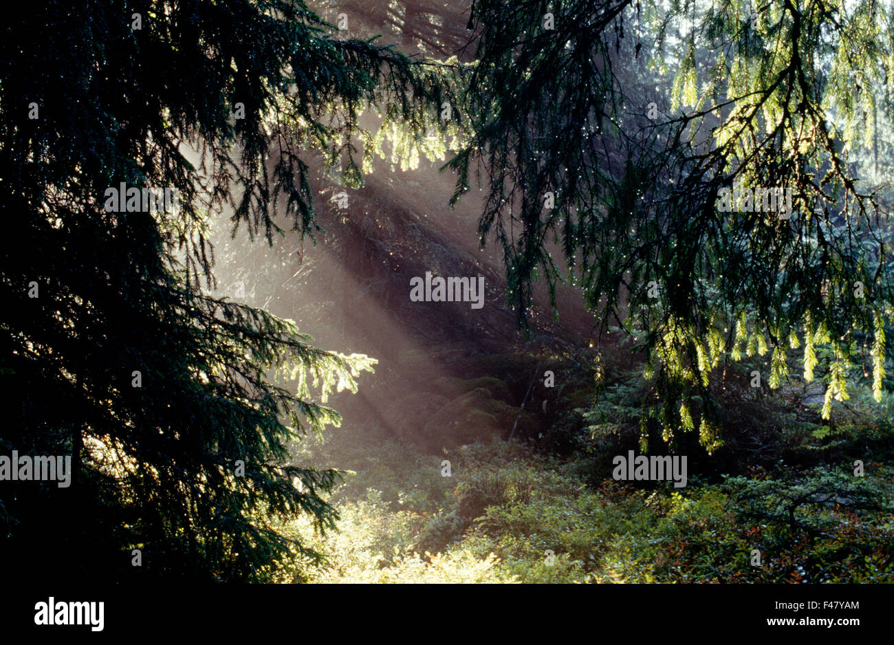 Rayon de soleil dans une forêt, en Finlande. Banque D'Images