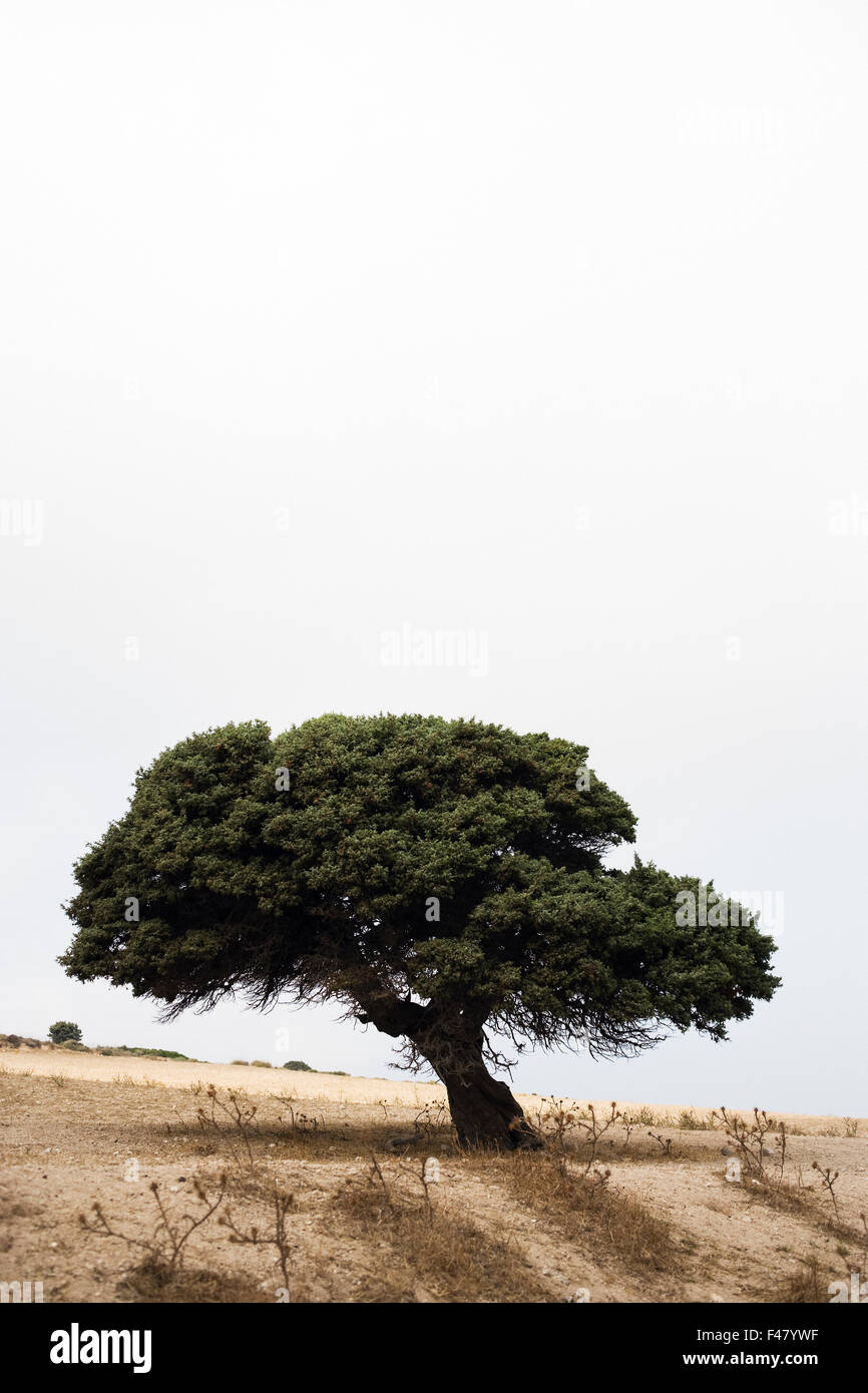Un arbre dans le paysage grec, Sifnos, Grèce. Banque D'Images