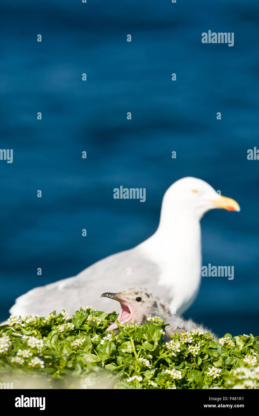 Un herrring cerclé et un jeune oiseau, la Norvège. Banque D'Images