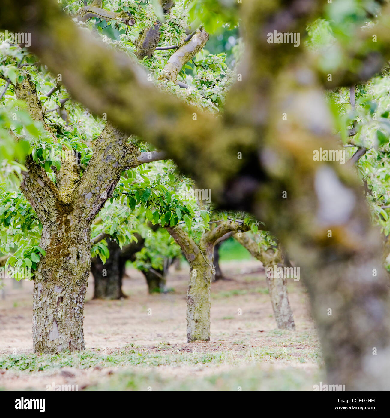 Une exploitation de pommes, Kivik, Uppsala, Suède. Banque D'Images