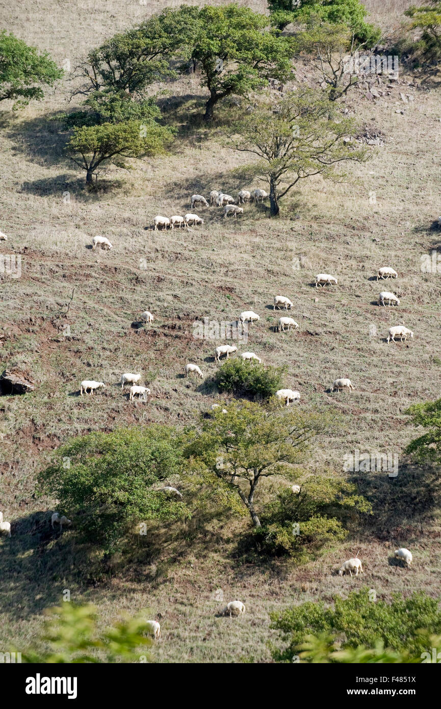 Mouton et agneau en champ clos, Sardaigne, Italie. Banque D'Images