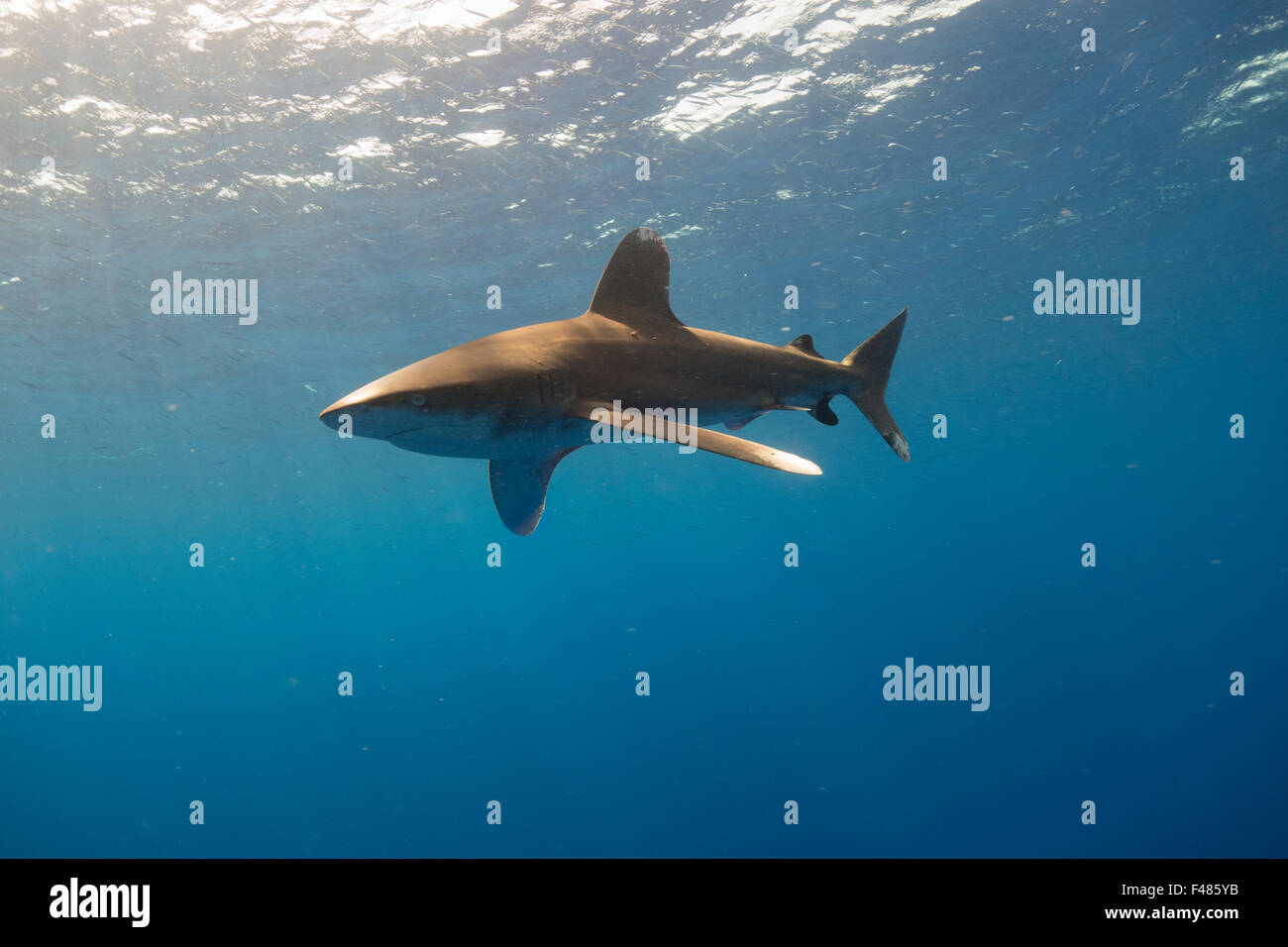 Requin océanique, Carcharhinus longimanus, d Elphinestone, Mer Rouge