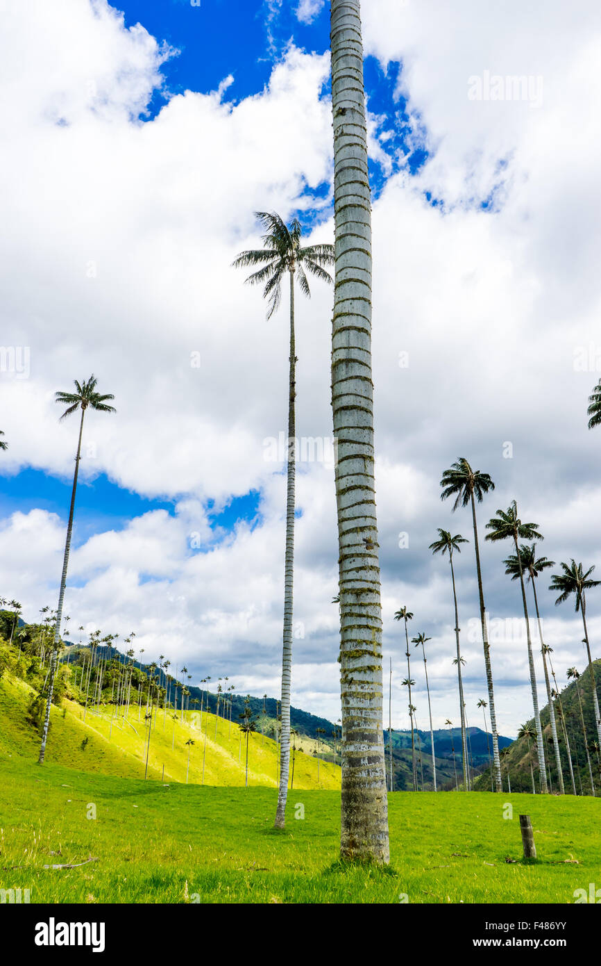 Vue portrait à travers la vallée de Cocora. Juin, 2015. Quindio, la Colombie. Banque D'Images
