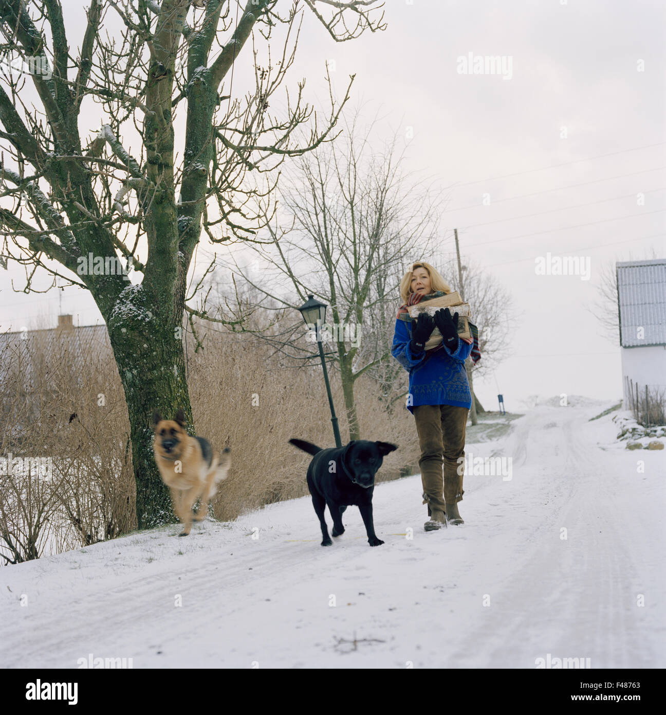 Femme scandinave avec des chiens dans la neige, la Suède. Banque D'Images