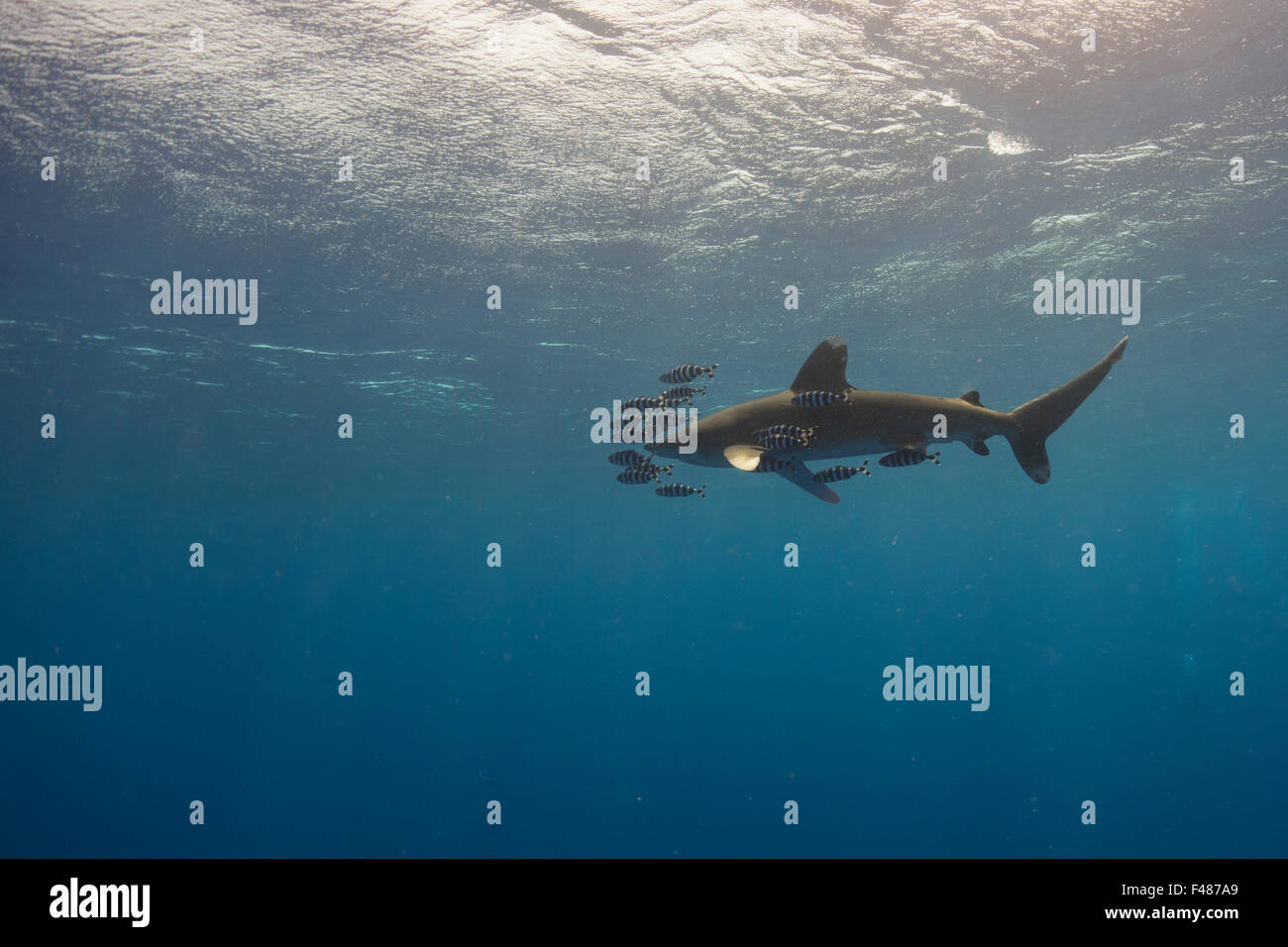 Requin océanique, Carcharhinus longimanus, d Elphinestone, Mer Rouge