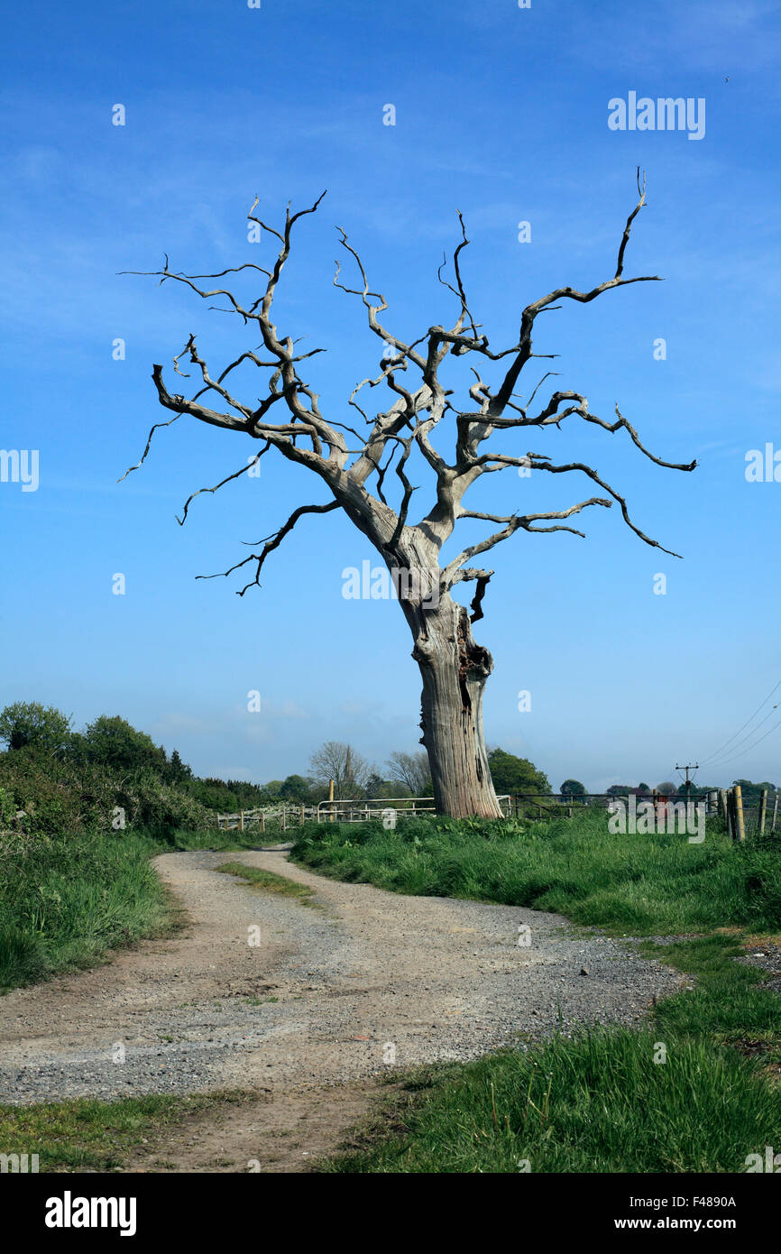 Arbre mort près de Thoricourt, West Sussex. Banque D'Images