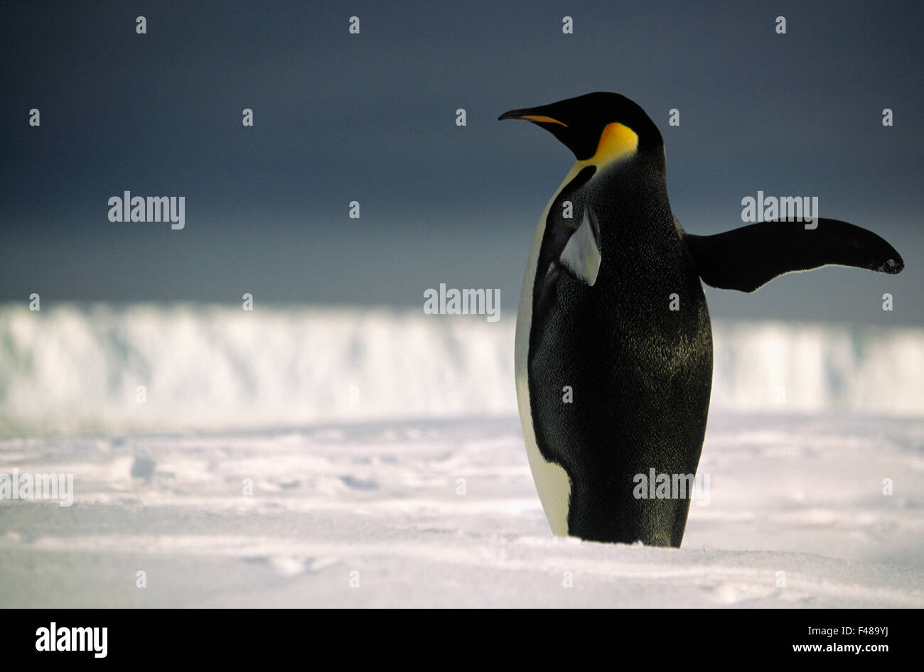 Manchot Empereur en agitant une de ses ailes, l'Antarctique. Banque D'Images