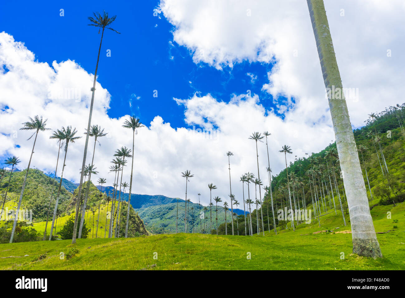 Le Valle de Cocora, accueil sur le plus grand des palmiers. Juin, 2015. Quindio, la Colombie. Banque D'Images