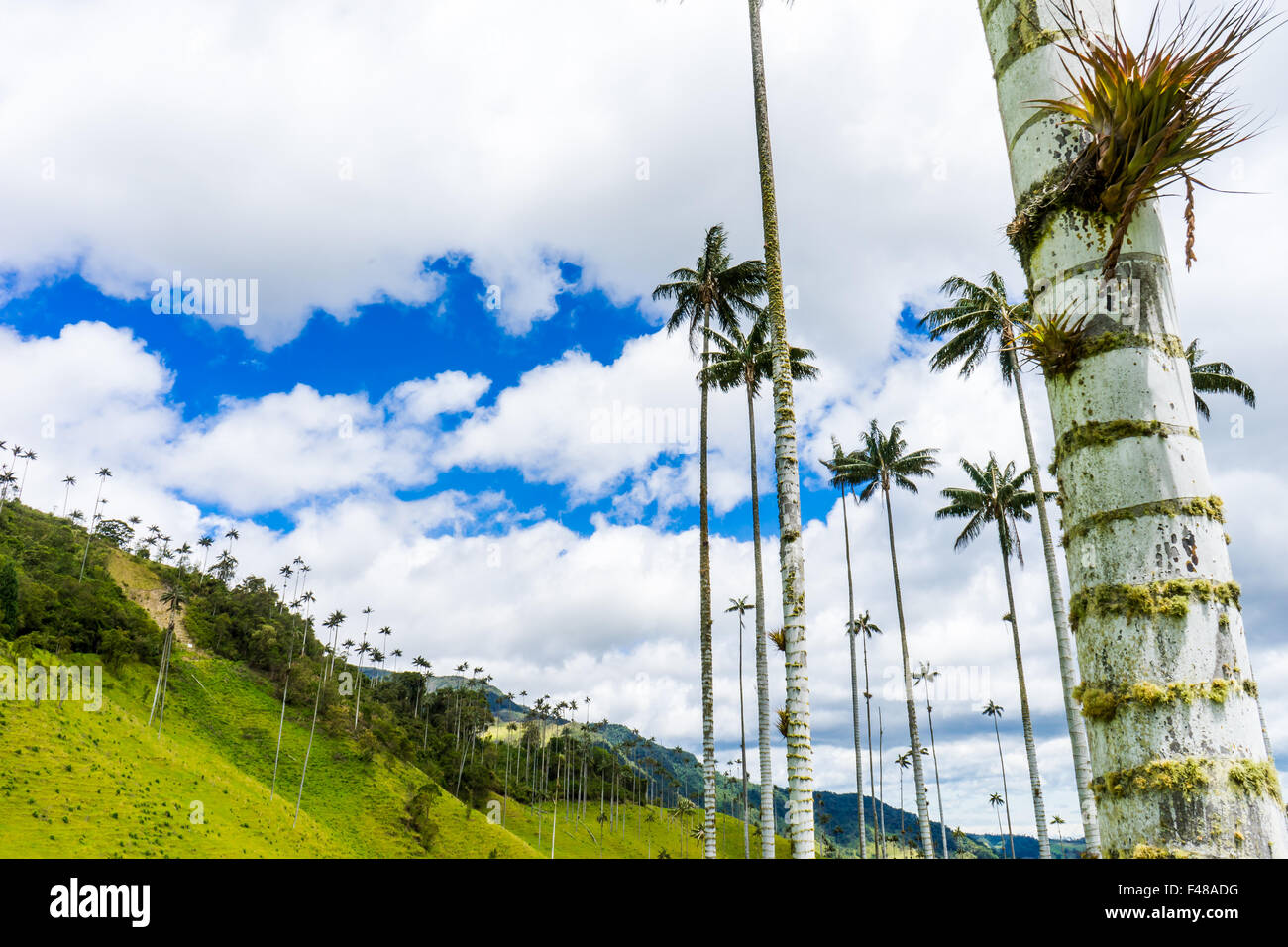 Balade dans la vallée de Cocora avec la cire de palmiers. Juin, 2015. Quindio, la Colombie. Banque D'Images