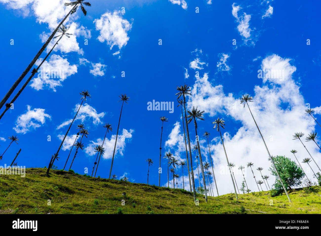 À la recherche jusqu'à la cire palms dans le Valle de Cocora. Juin, 2015. Quindio, la Colombie. Banque D'Images