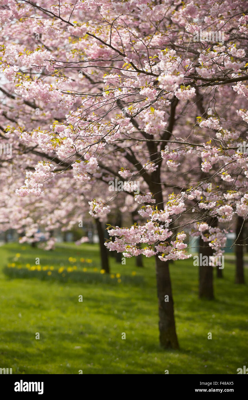Cerisiers Japonais, en Suède. Banque D'Images
