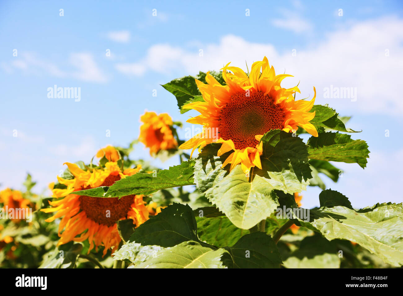 Deux grandes têtes de tournesol jaune vif Banque D'Images