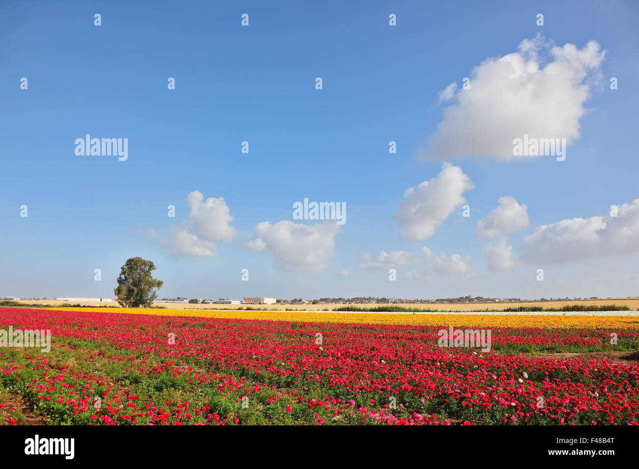 Belles renoncules croître Banque D'Images