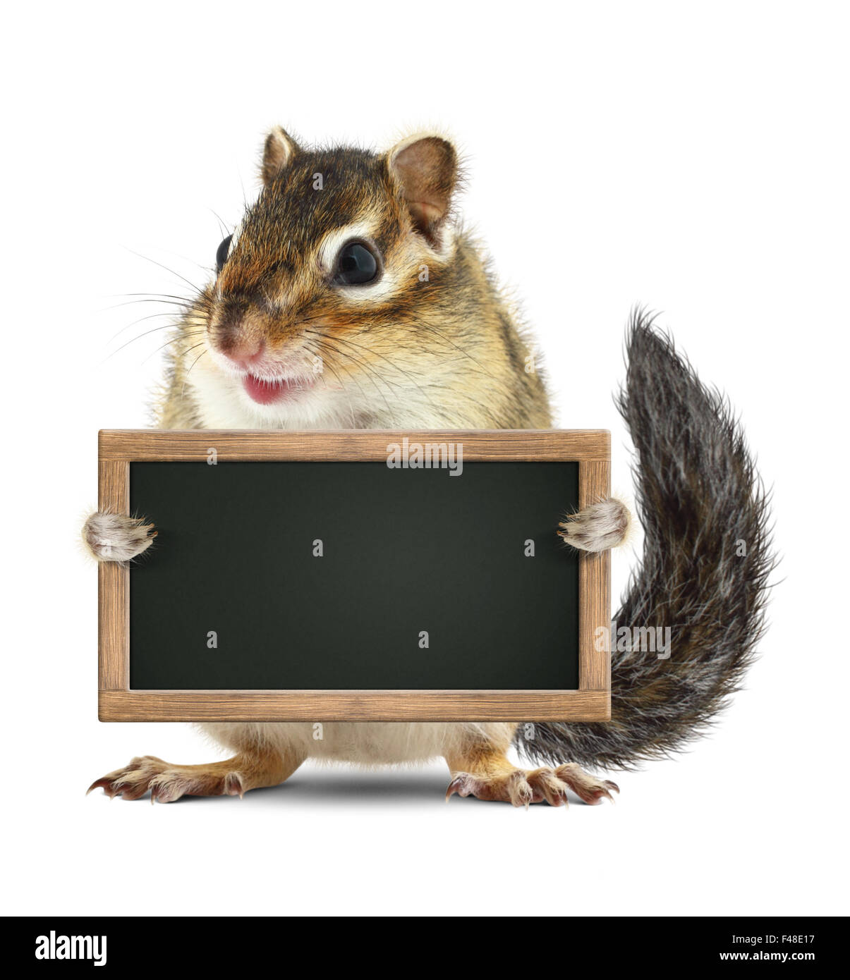 Funny hold chipmunk, tableau noir blanc isolé sur fond blanc Banque D'Images