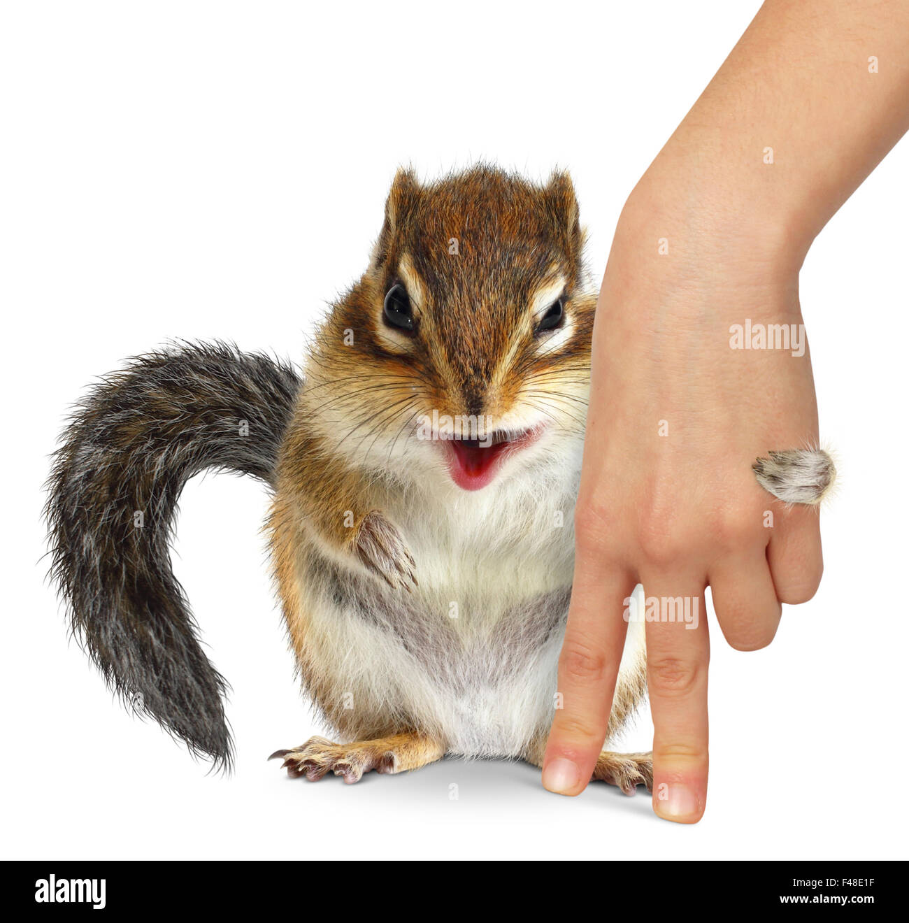 Concept de soins aux animaux, écureuil hugs main humaine sur fond blanc Banque D'Images