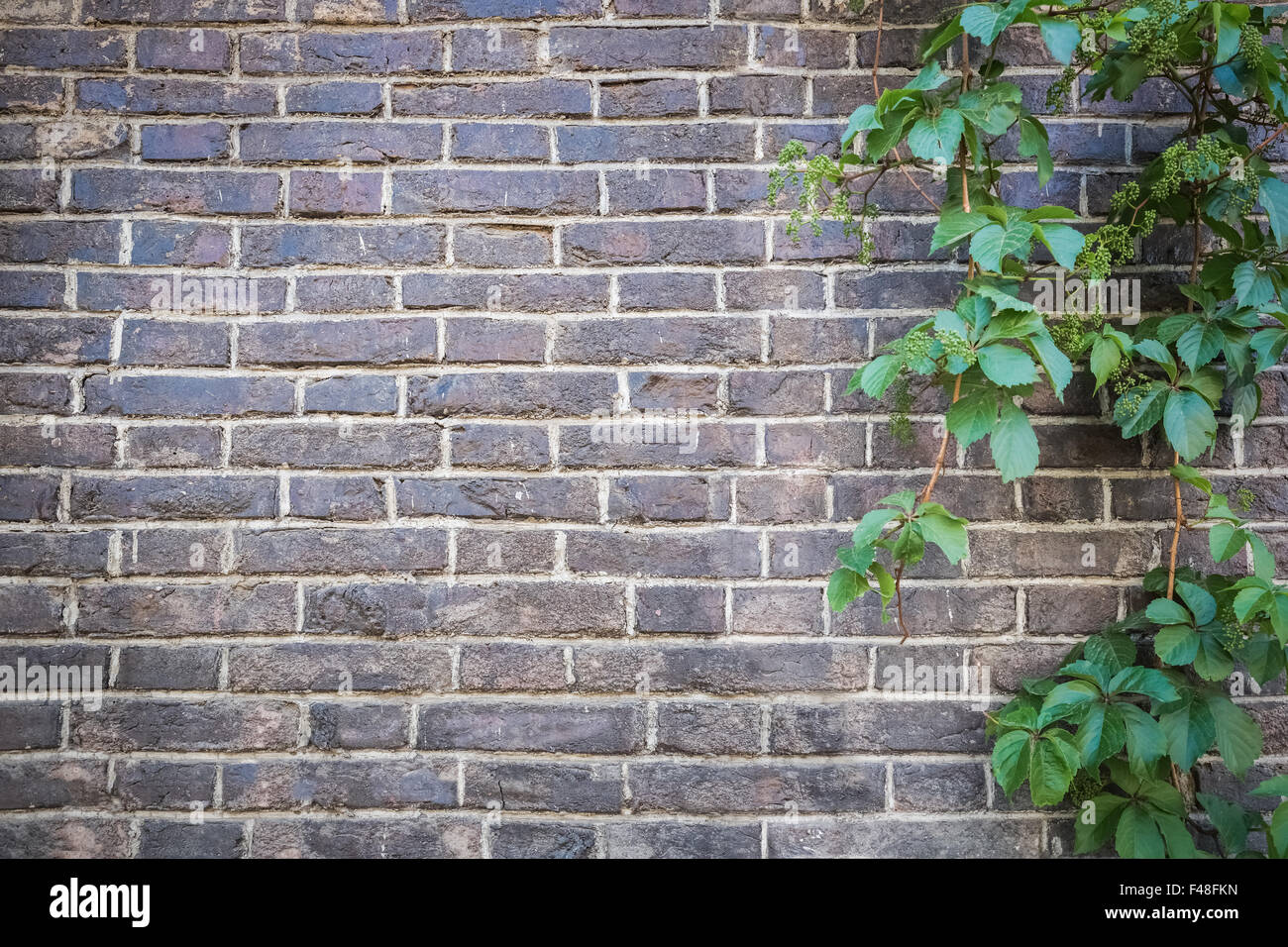 Mur de briques avec lierre vert Banque D'Images