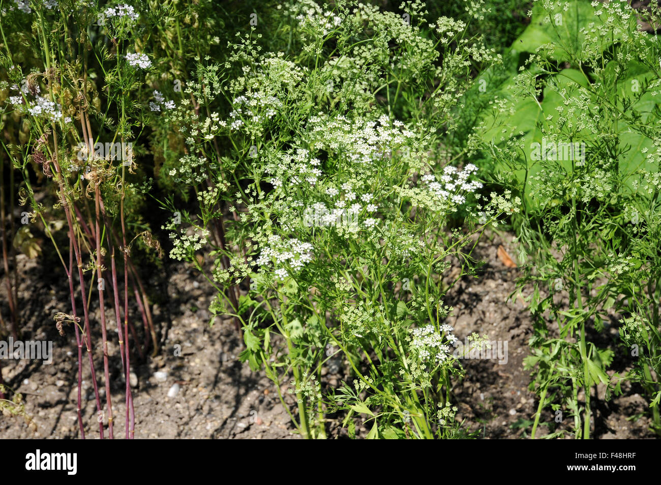 Anis Banque D'Images