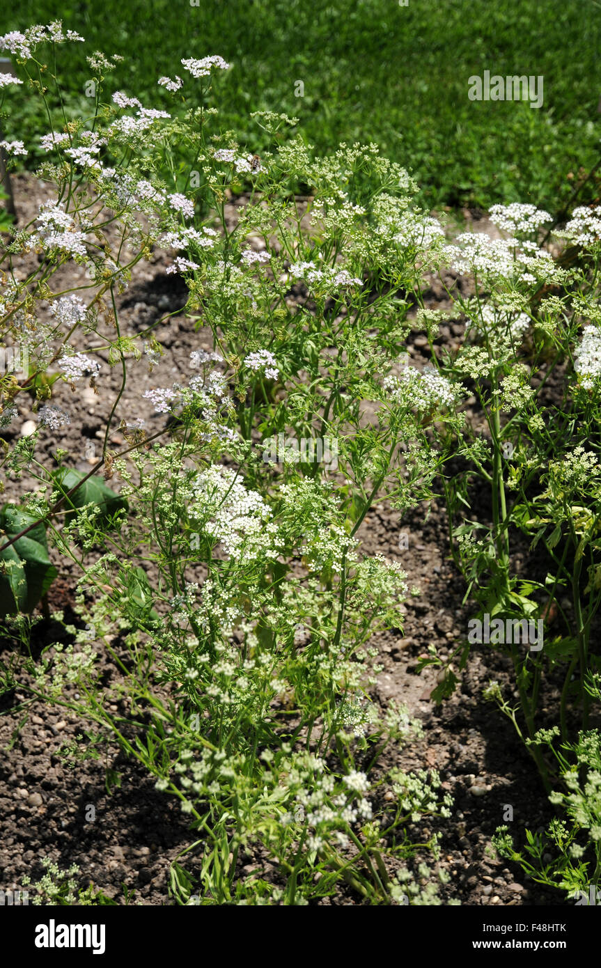 Anis Banque D'Images