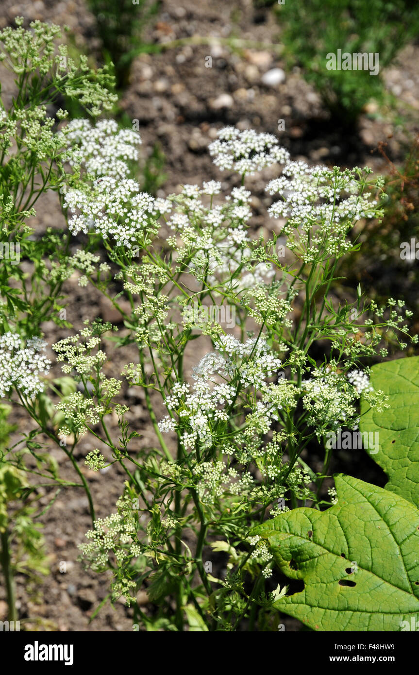 Anis Banque D'Images