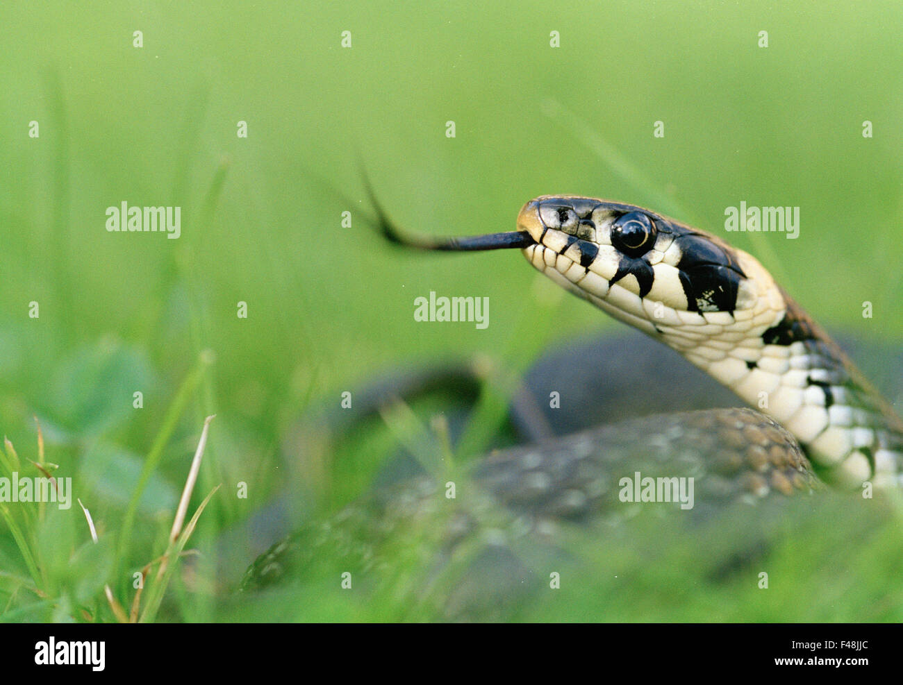 Les amphibiens black close-up image de couleur jour eye grass snake Haninge gris horizontal tête animaux invertébrés insectes circulation Banque D'Images