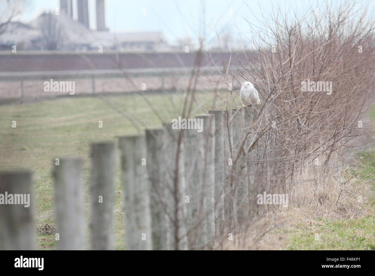 Snowy Owl perché sur une clôture de ferme. Banque D'Images