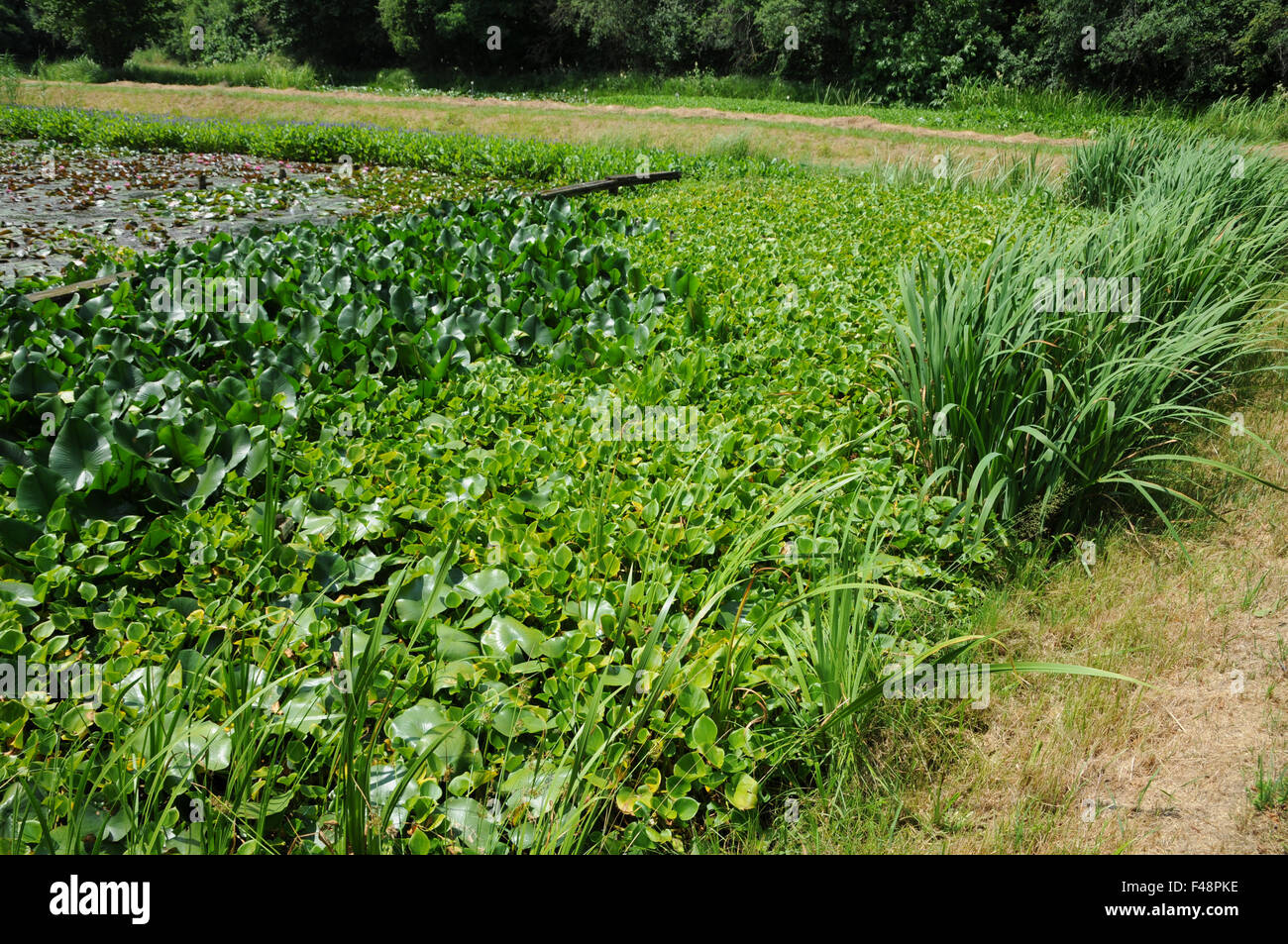 Arum d’eau Banque D'Images