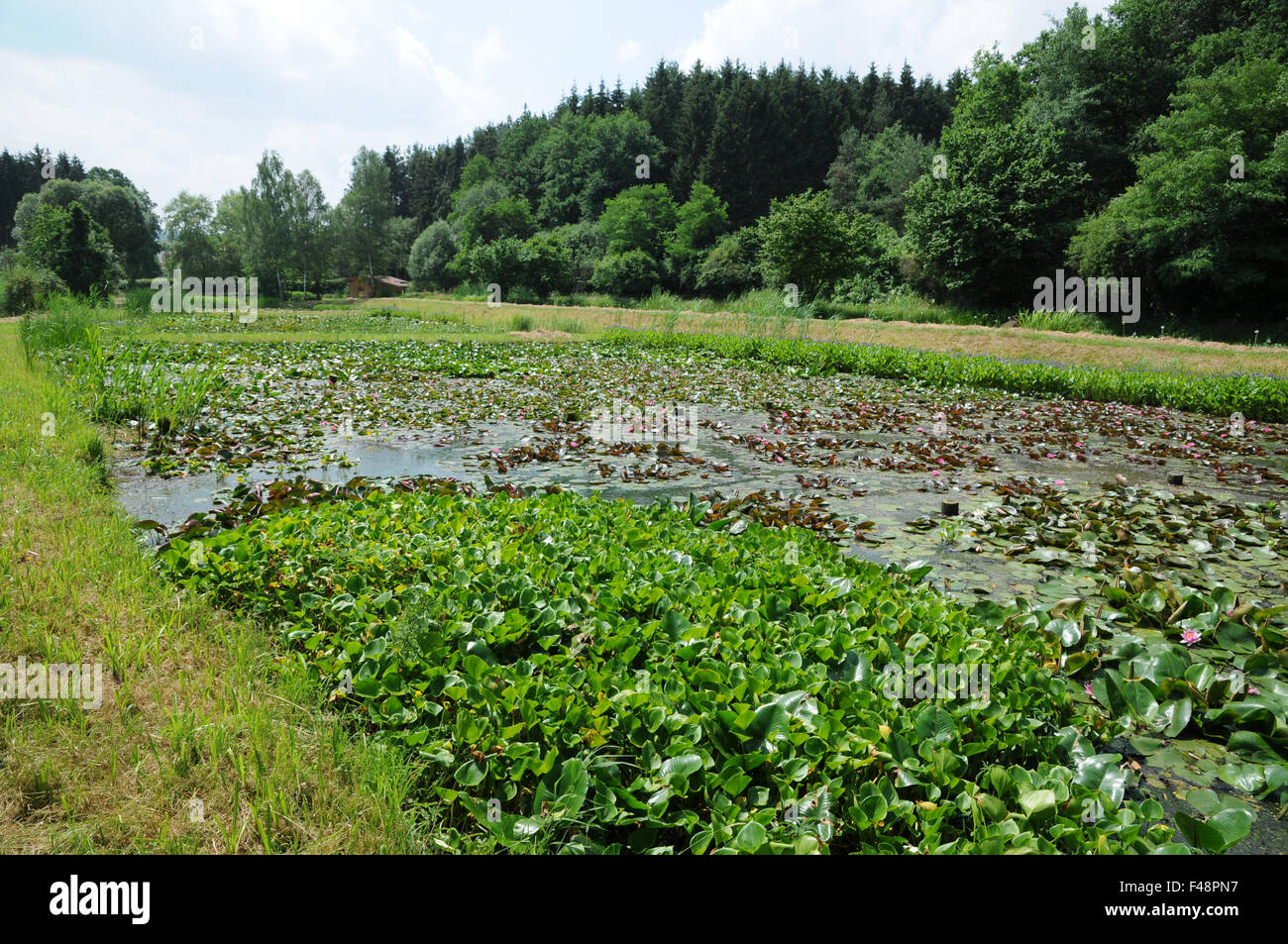 Bassin aux nymphéas et bog arum Banque D'Images