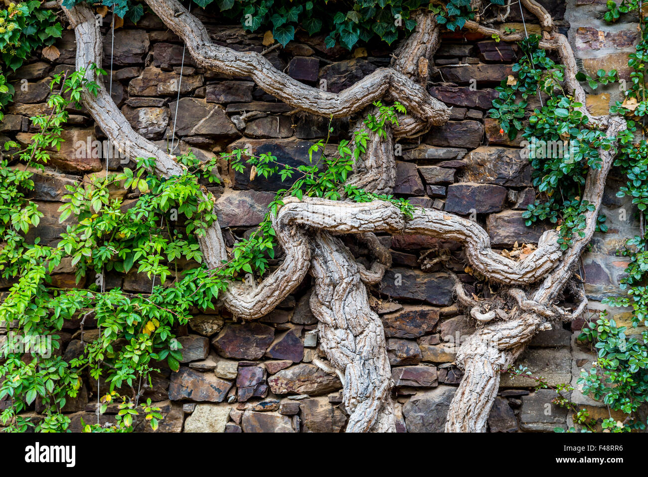 L'âge, le tronc de l'arbre noueux, pousse le long d'un mur de pierre, vignoble près de Bacharach, Rheingau, Vallée du Haut-Rhin moyen Banque D'Images