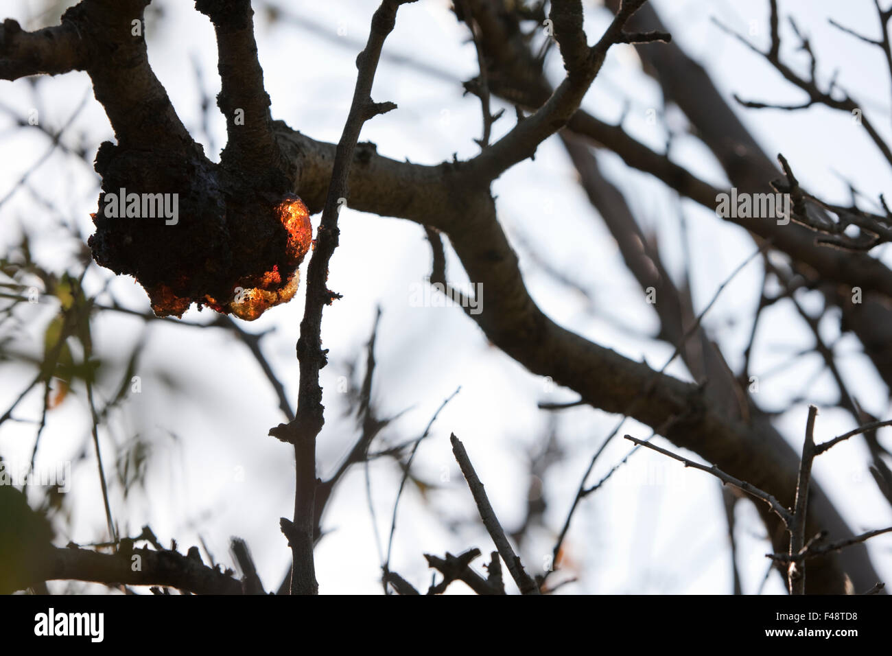 Gros plan sur un canckers bactérienne Almond tree branch Banque D'Images