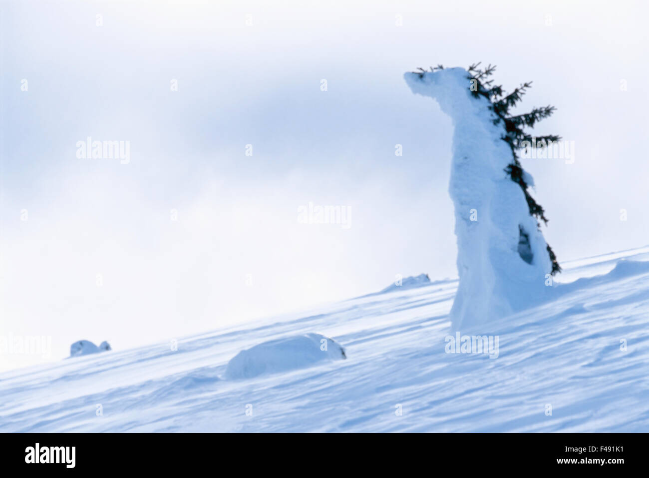 Un sapin couverte de neige Banque D'Images