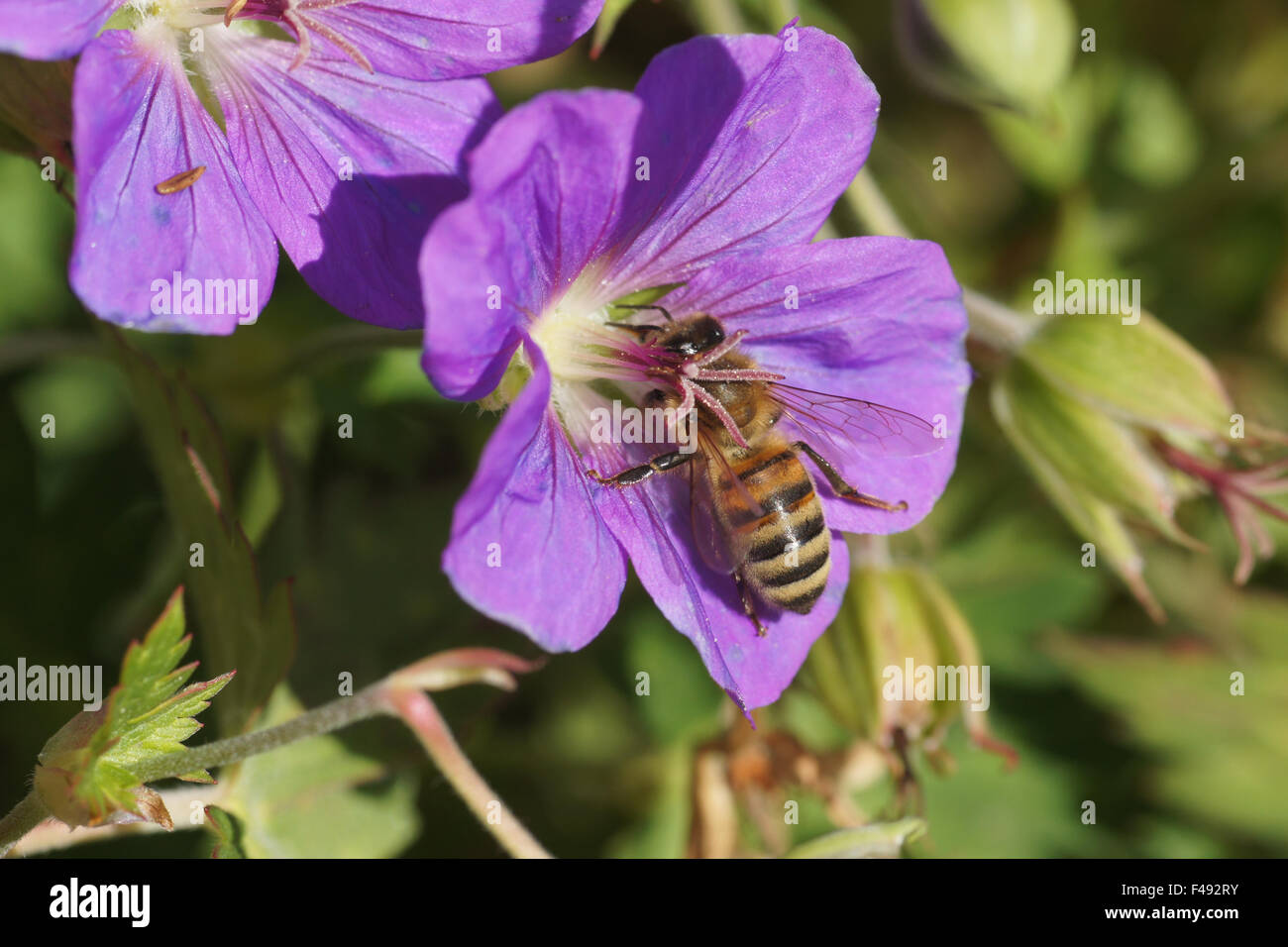 Geranium bois Banque D'Images
