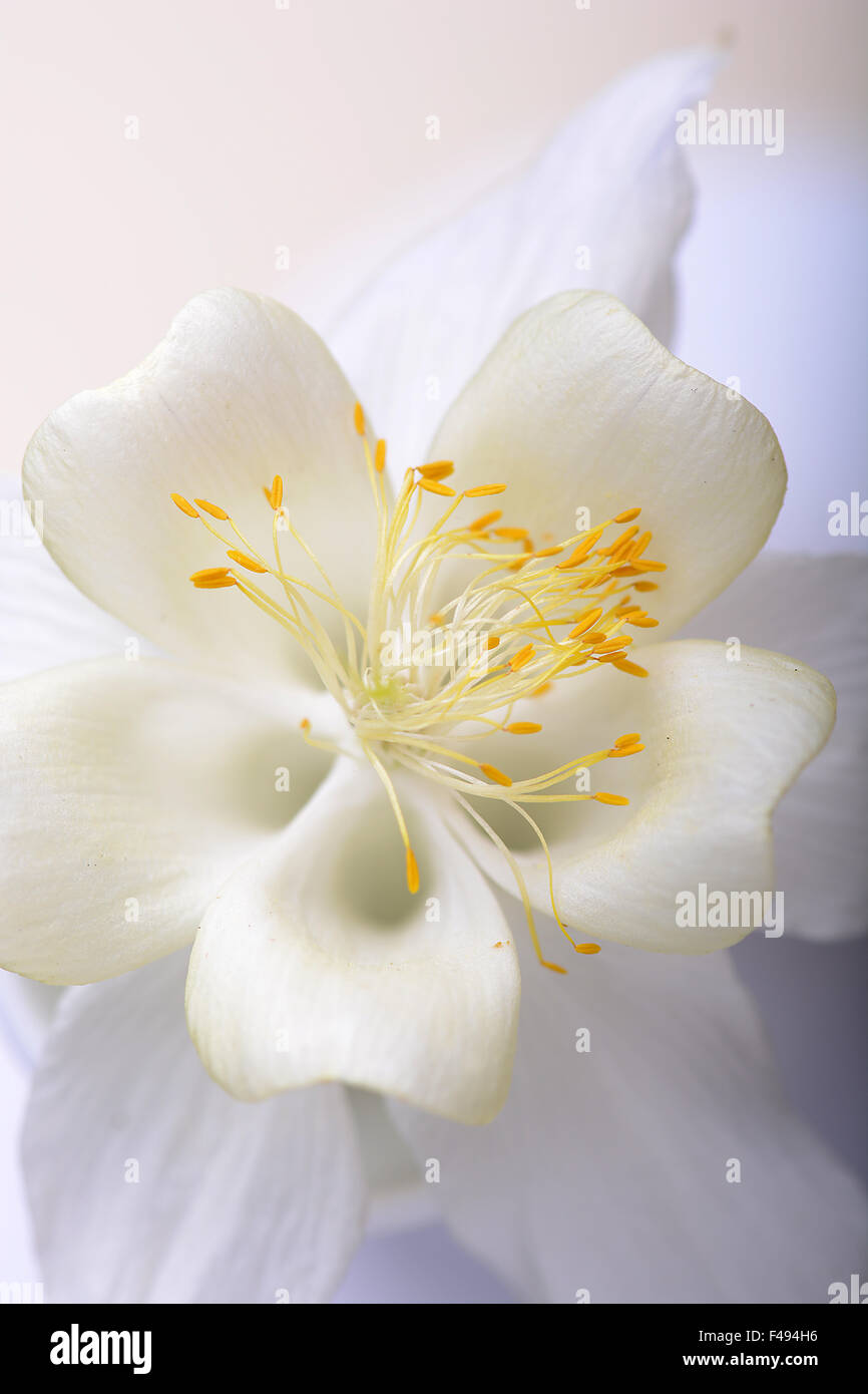 Close up image of tulip blanc sur noir Banque D'Images