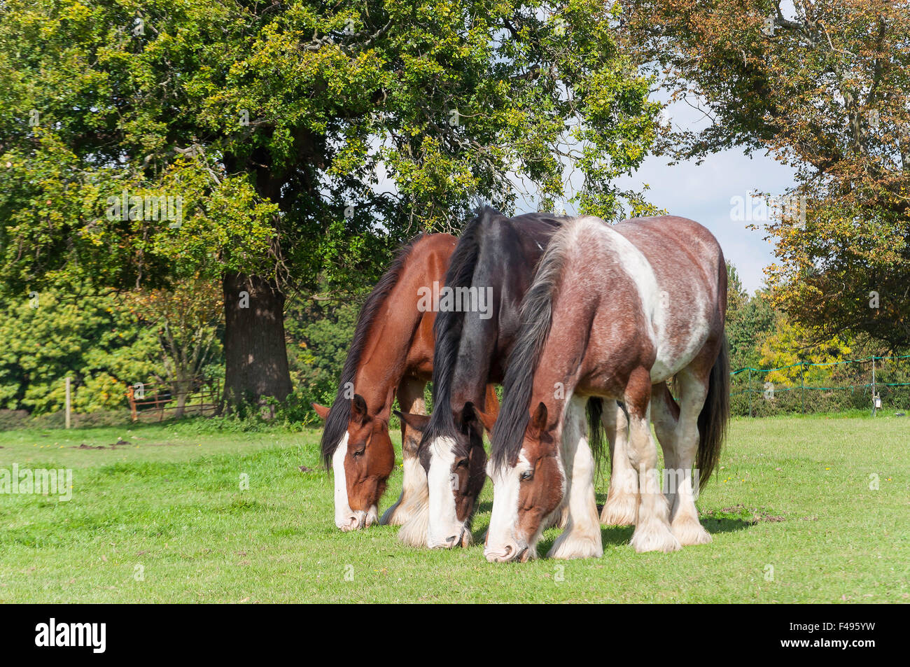 Chevaux de trait à Chiltern Open Air Museum, Newland Park, Beaconsfield, Buckinghamshire, Angleterre, Royaume-Uni Banque D'Images