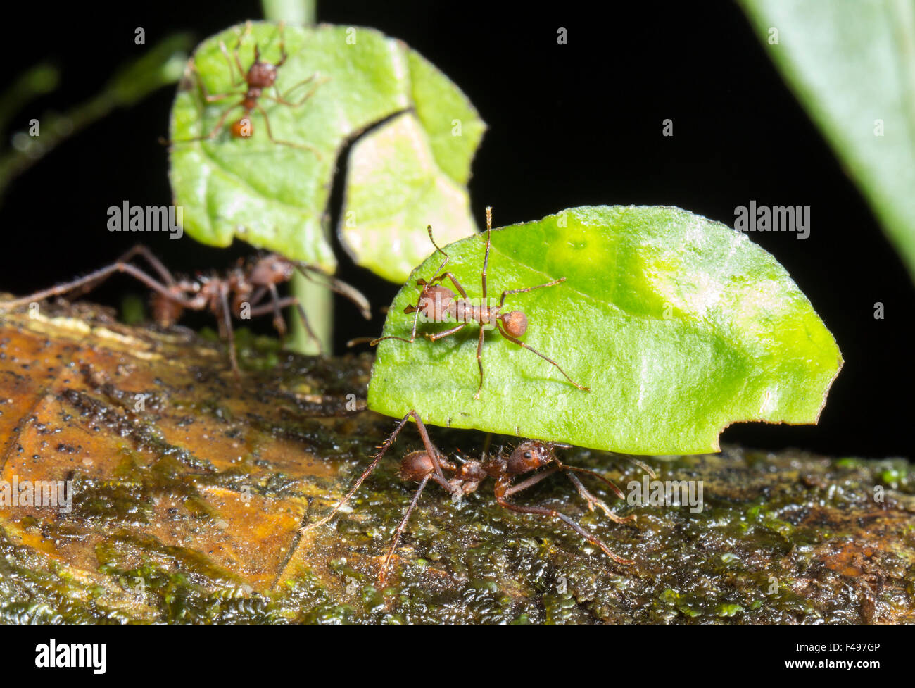 Les fourmis coupeuses de feuilles (Atta sp.) Minims (petits travailleurs) à cheval sur les feuilles, aident à protéger des parasites des nids. Banque D'Images