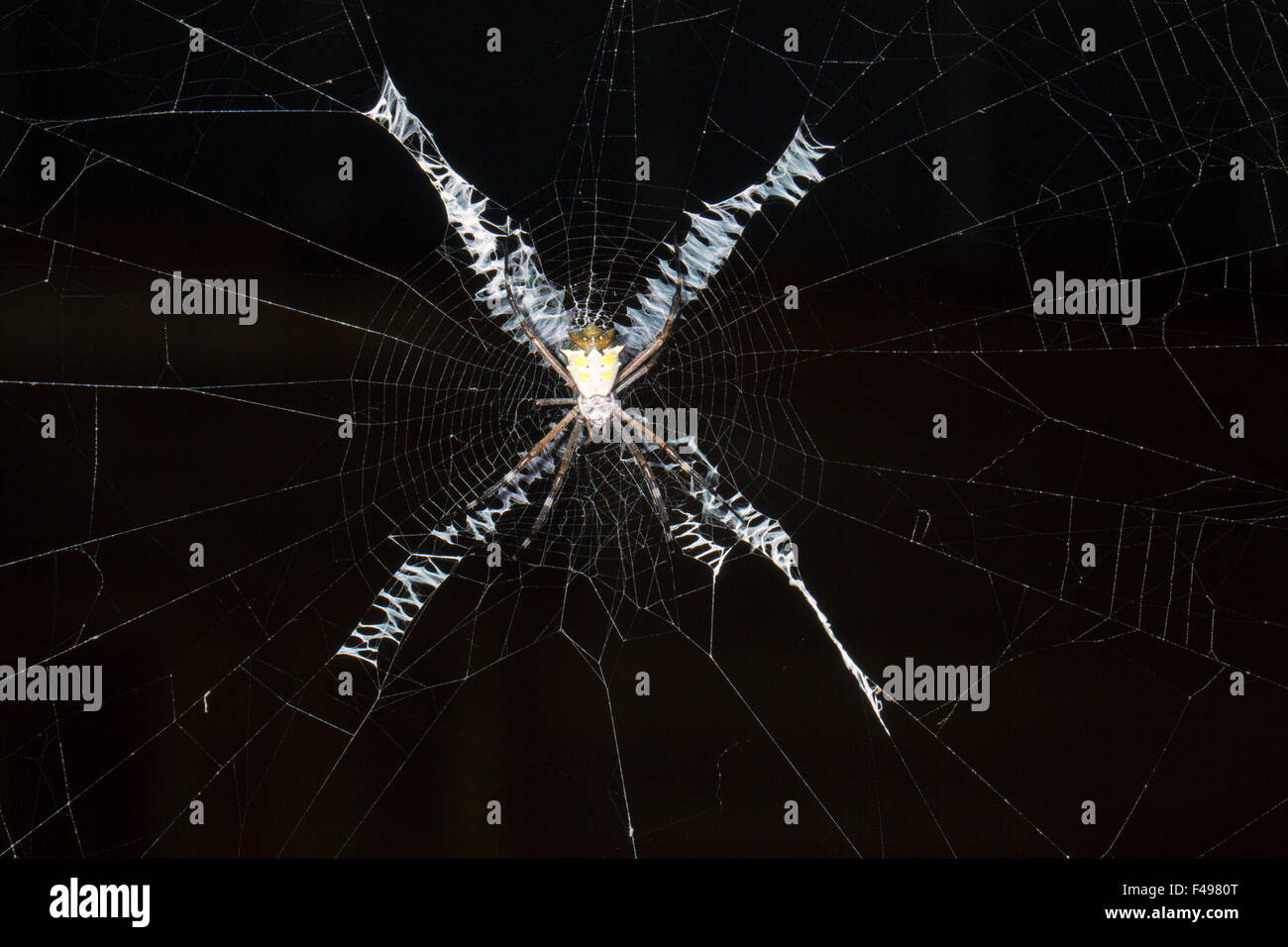 Croix de Saint Andrews Argiope araignée sp. dans son site web dans la forêt tropicale, de l'Équateur. Banque D'Images
