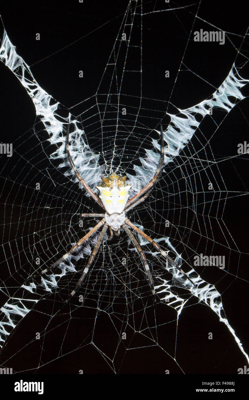 Croix de Saint Andrews Argiope araignée sp. dans son site web dans la forêt tropicale, de l'Équateur. Banque D'Images