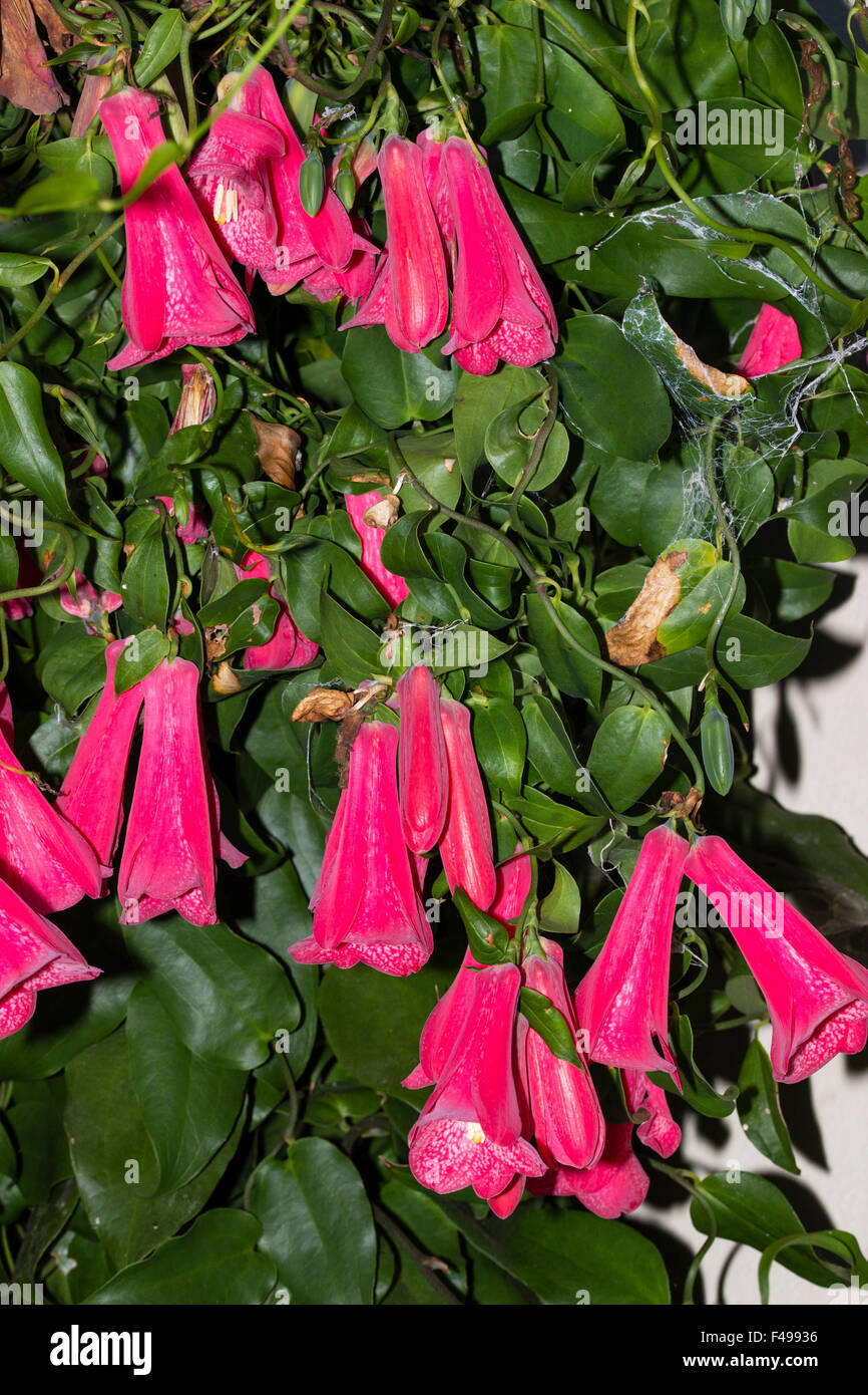 Octobre fleurs de la Chilean bell flower, avantgardiste Lapageria rosea 'Nash court', une soumission evergreen vine Banque D'Images