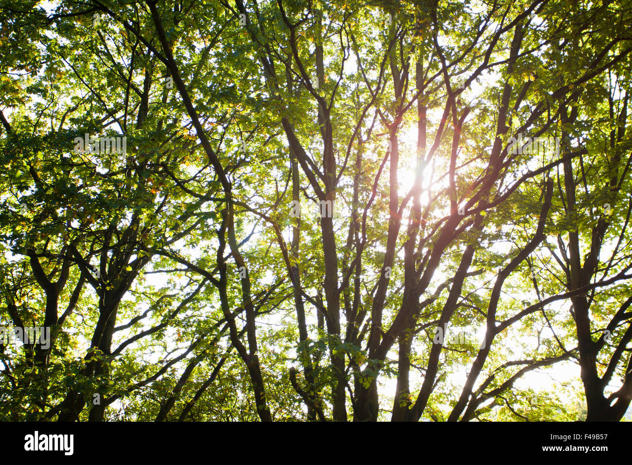 Soleil à travers les arbres avec des reflets verts Banque D'Images