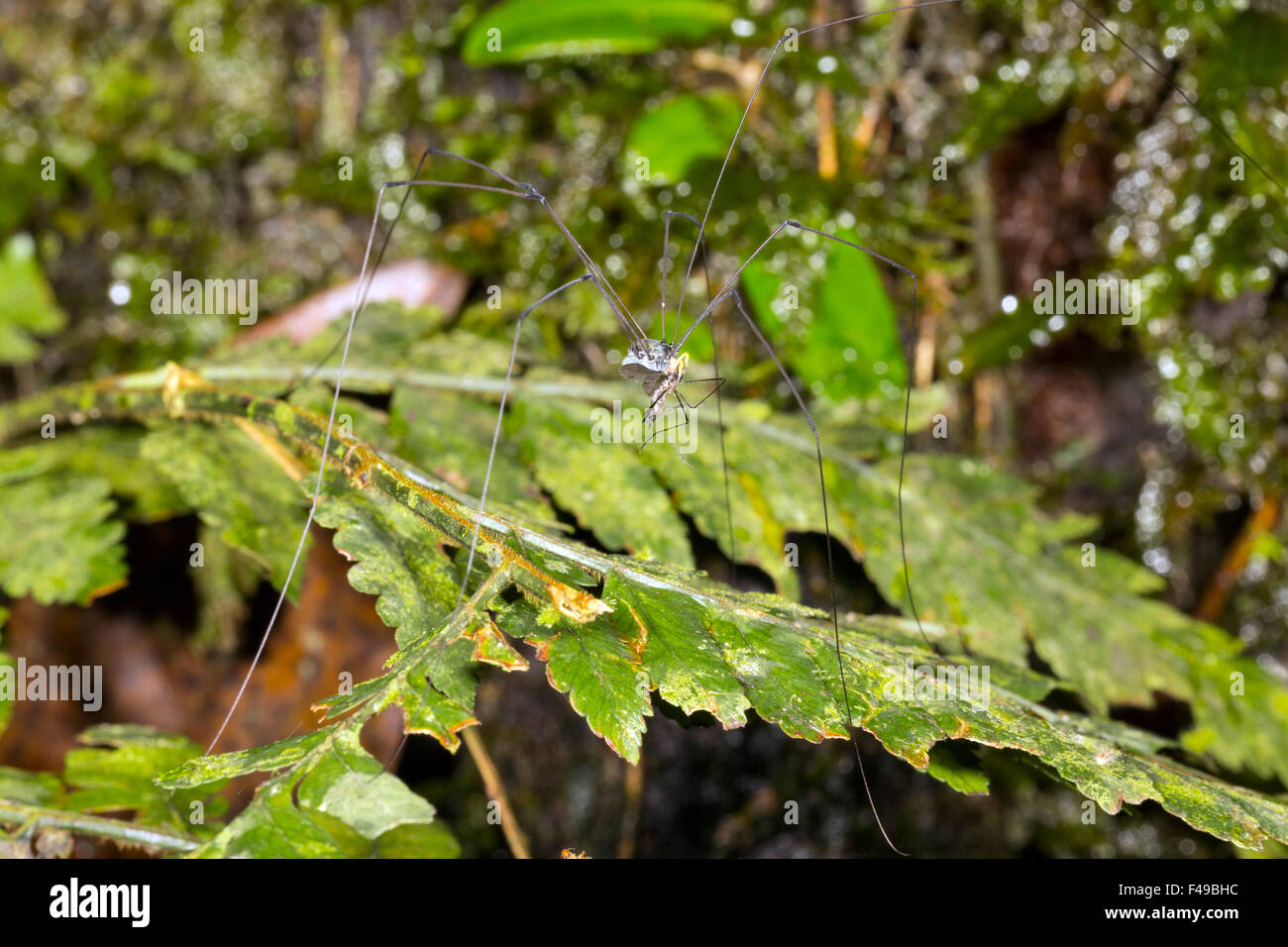 Notes (Harvestman) se nourrissant d'un moustique il a capturé dans le sous-étage de la forêt tropicale, l'Équateur Banque D'Images