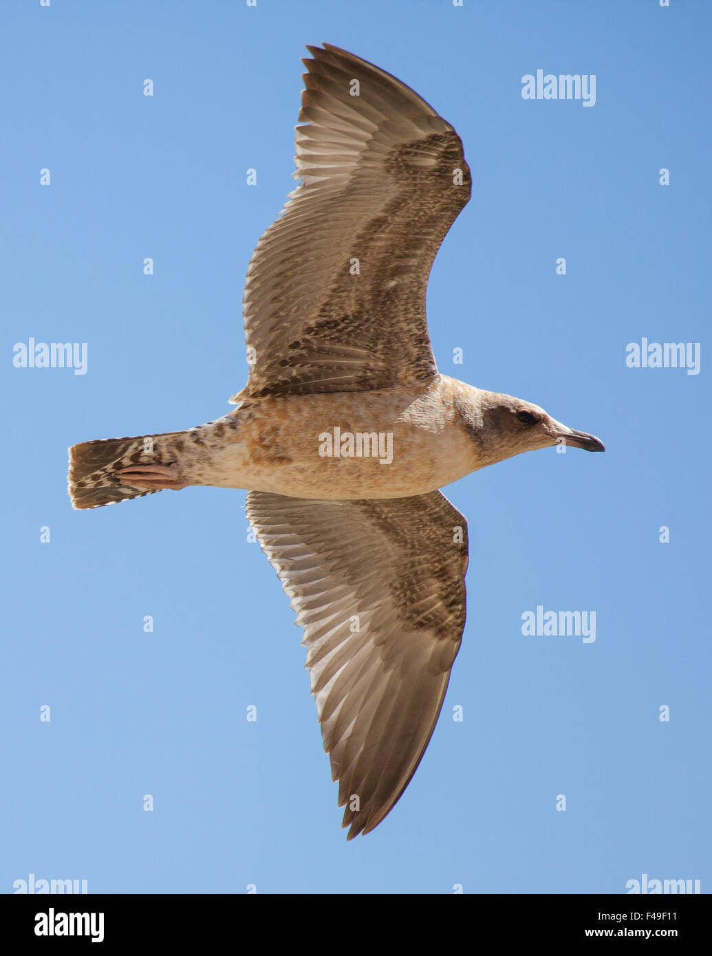 Californie immatures (Larus californicus) flying Banque D'Images