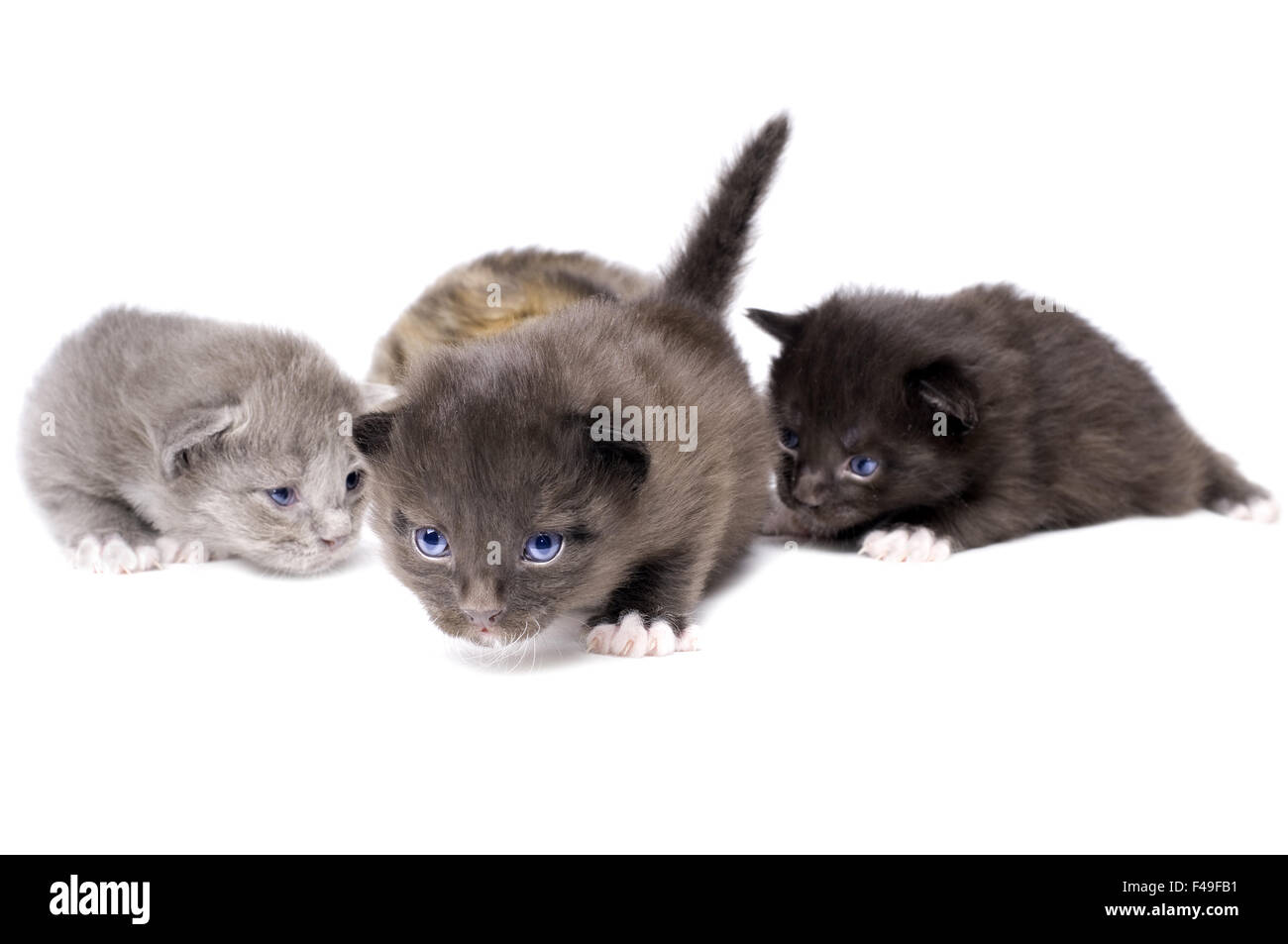 Petits chatons duveteux Banque D'Images