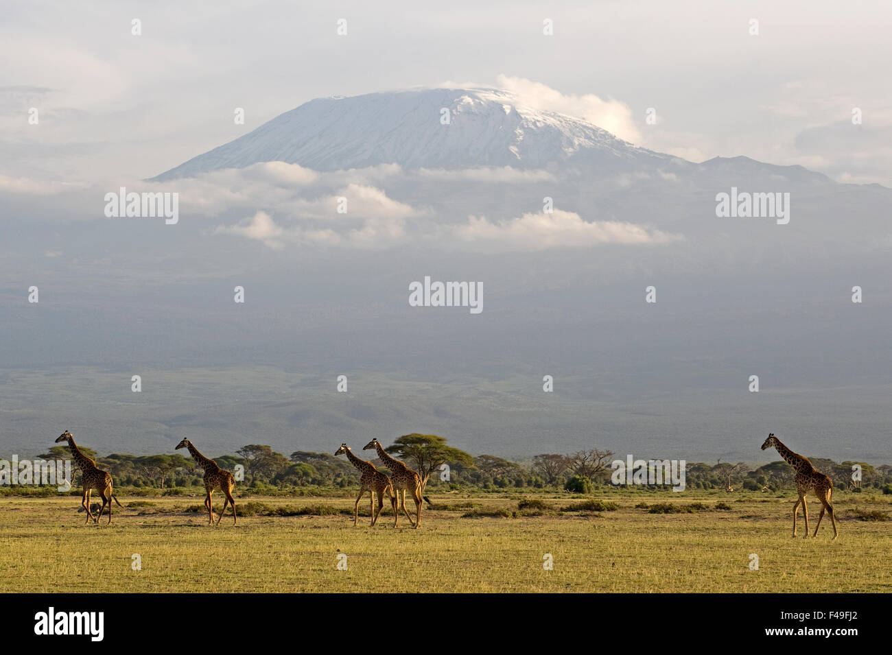 Le groupe girafe Rothschild avec le Kilimandjaro en arrière-plan. Parc National d'Amboseli, Kenya, Africa Banque D'Images
