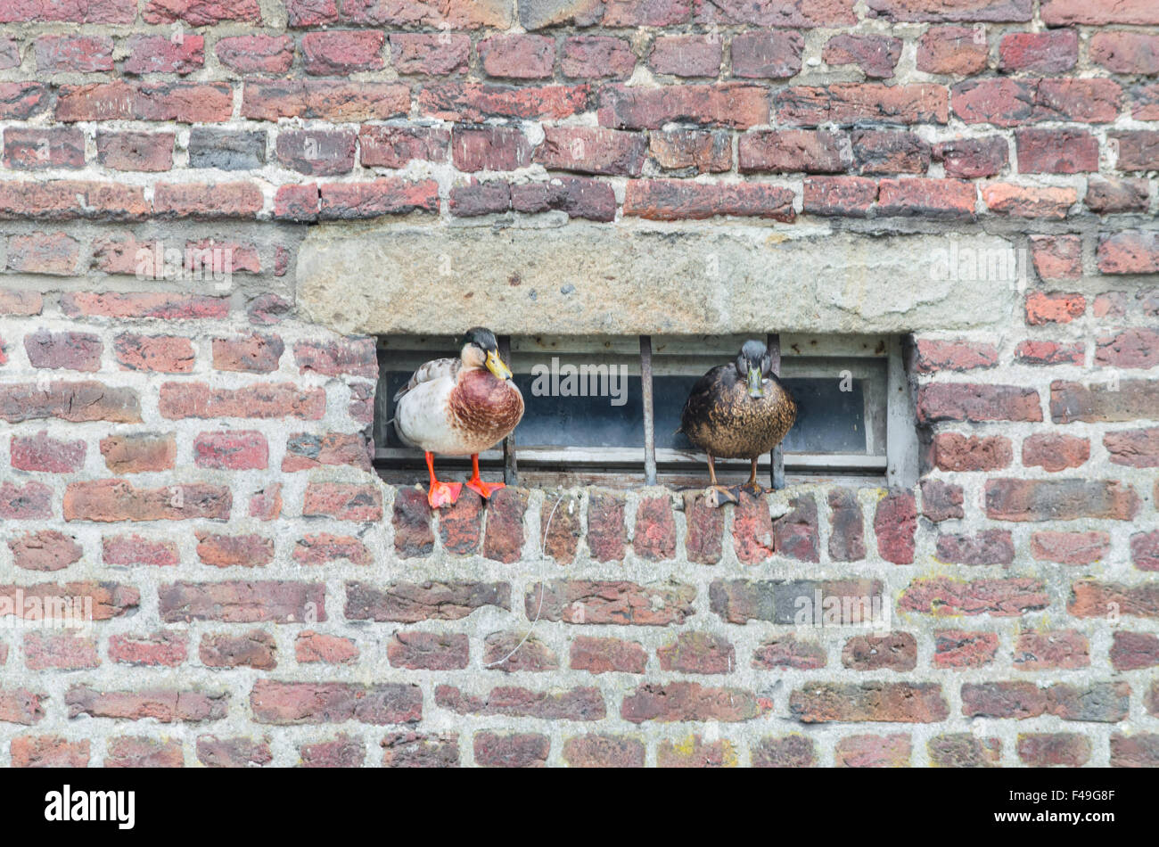 Canards sur un mur en saillie Banque D'Images