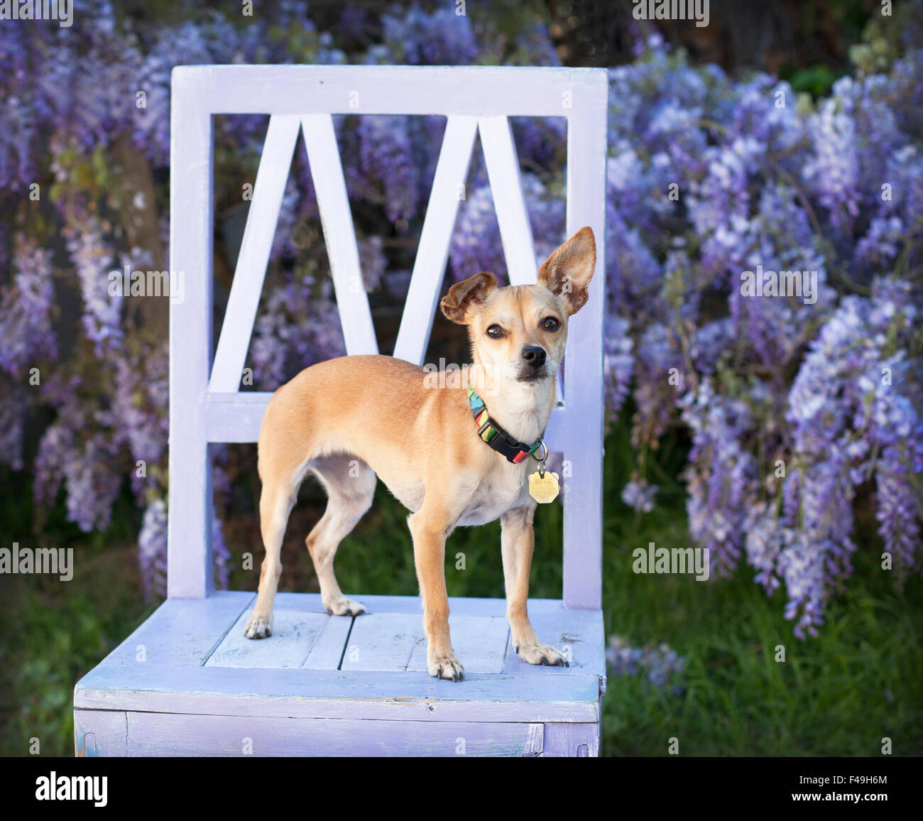 Chihuahua pet dog se dresse sur chaise par fleurs de vigne jusqu'oreilles glycine Banque D'Images