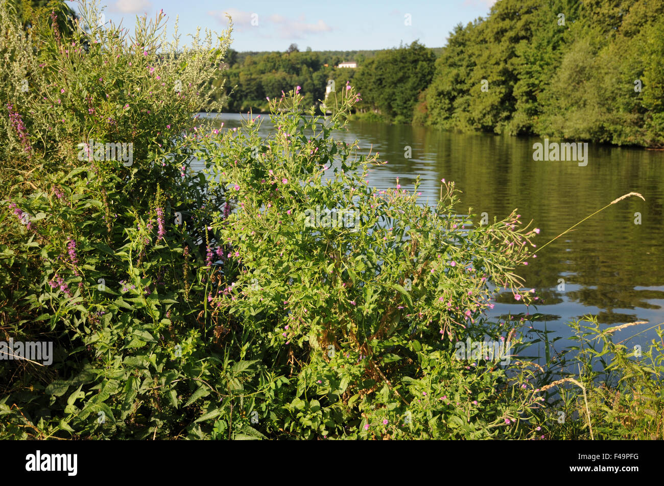 Grand willowherb Banque D'Images