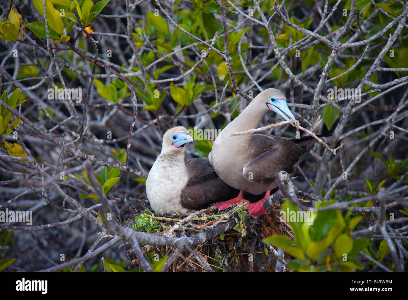 La construction de paires Booby à pieds rouges nichent dans un mangrove, dont l'une tient une branche dans le bec, sur l'île de Genovesa, dans les îles Galapagos. Mue brune (Sula sula) Banque D'Images