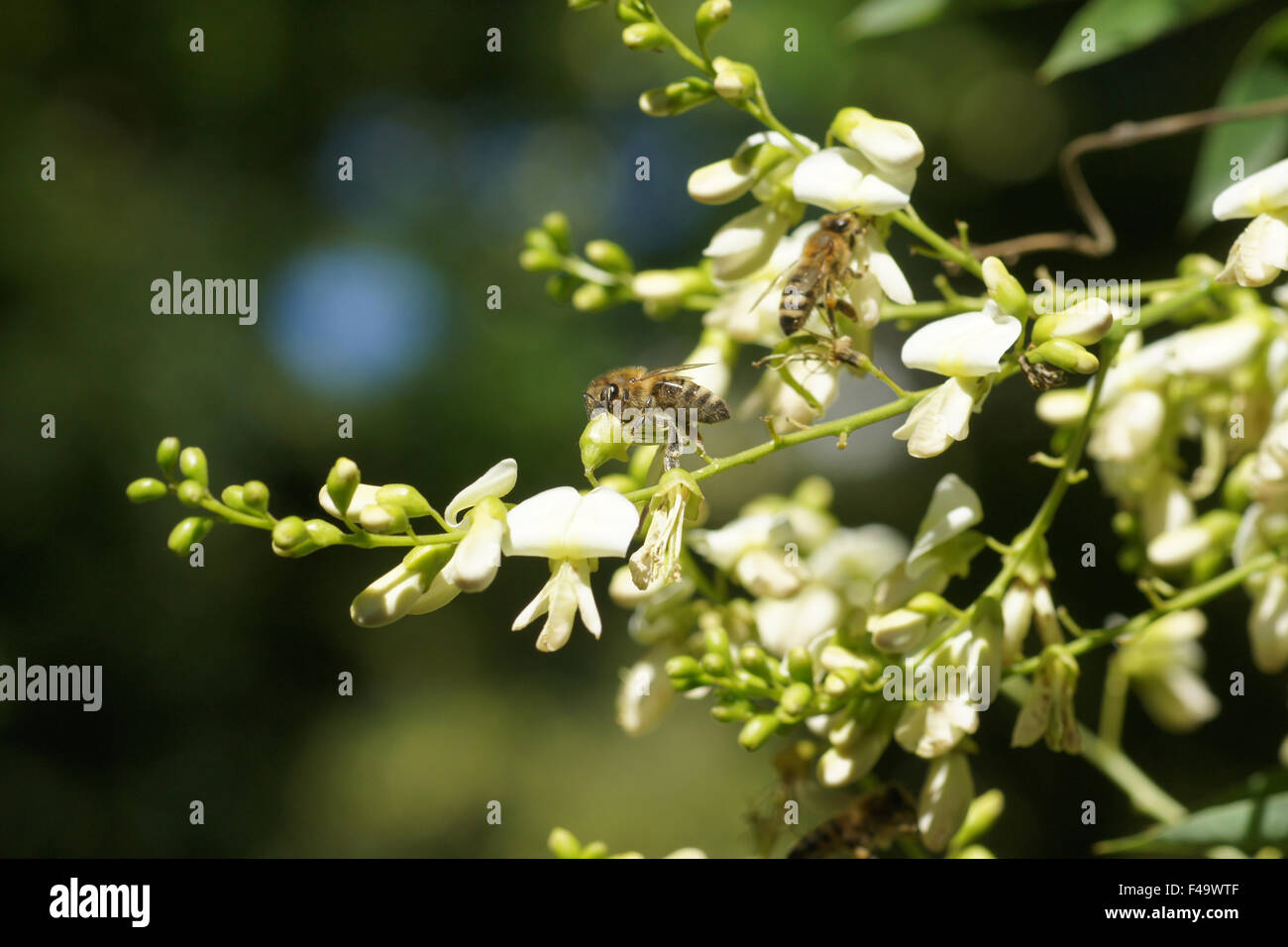 Arbre de la pagode Banque D'Images