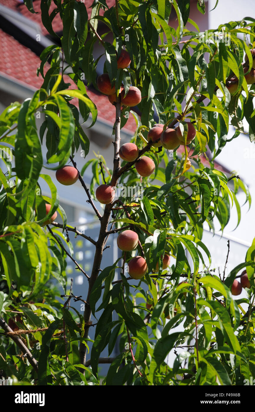 Peach Banque D'Images