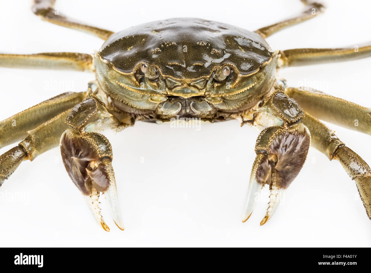 Gros plan de crabe d'eau douce Banque D'Images